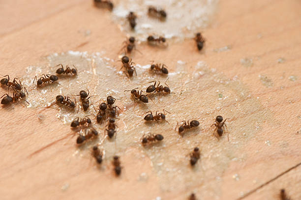 Insect Control in Gainesville, GA