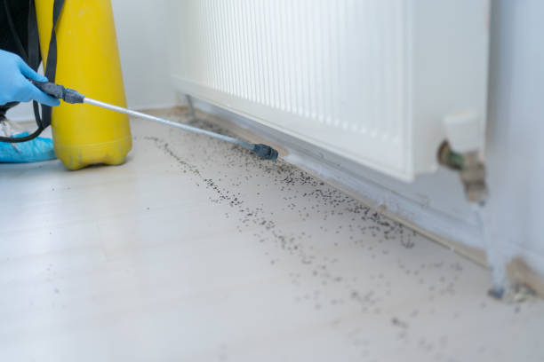 Professional Pest Control in Gainesville, GA